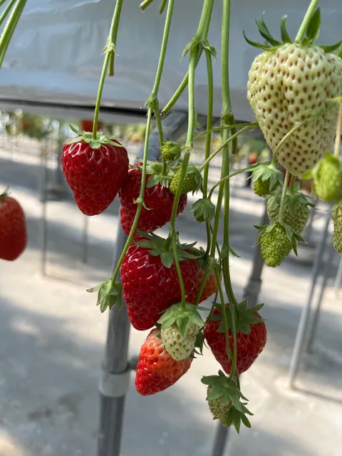 Kawagoe Strawberry Garden streaks of