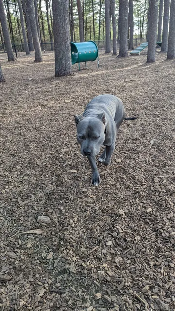 North Attleboro Dog Park & Trails