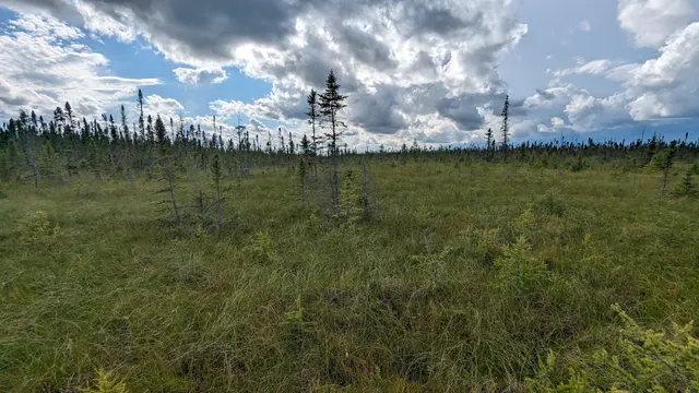 Big Bog State Recreation Area Southern Unit