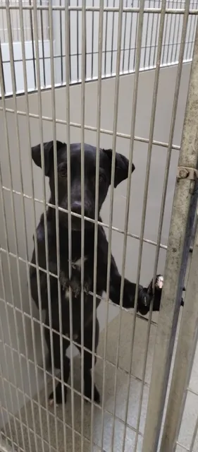 West Valley Animal Shelter