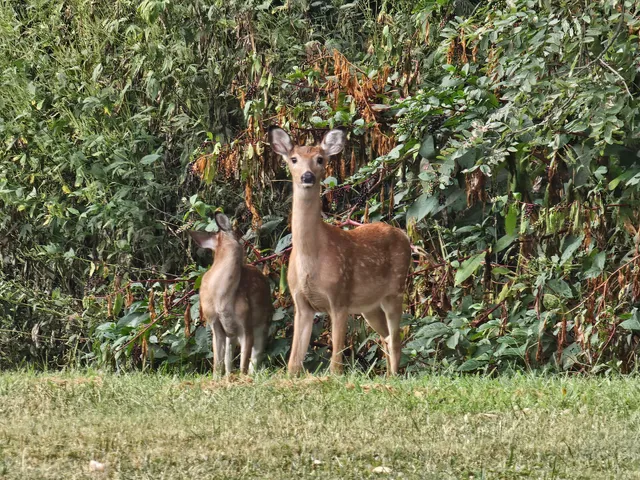 Buffalo Bill Cody Park Trail