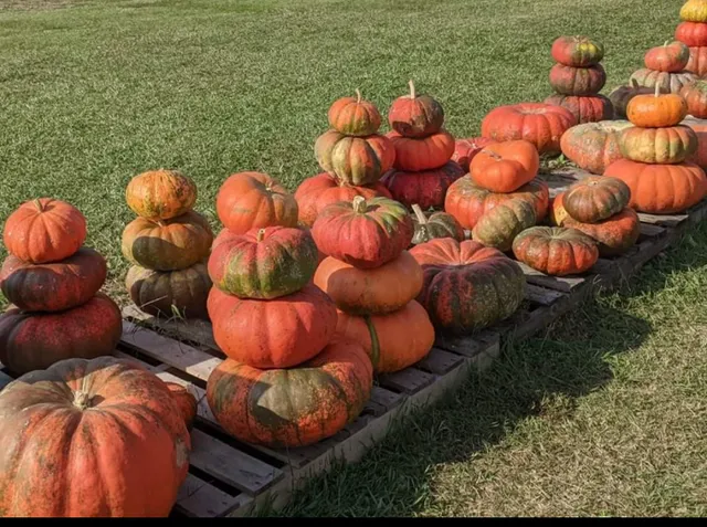 Bullock Pumpkins