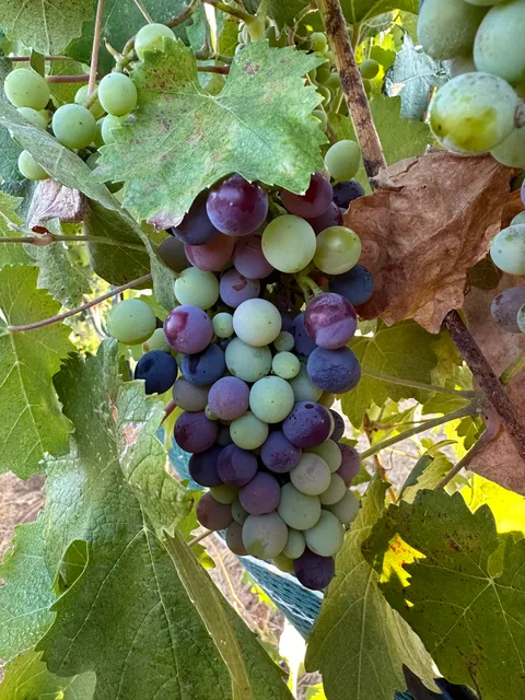 Vino Tahoe | Pansaré Cellars | Amador Heights Wine