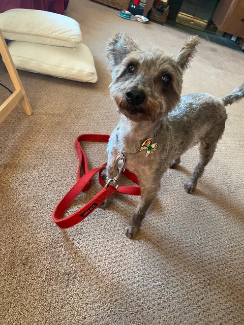 Bark Avenue Grooming