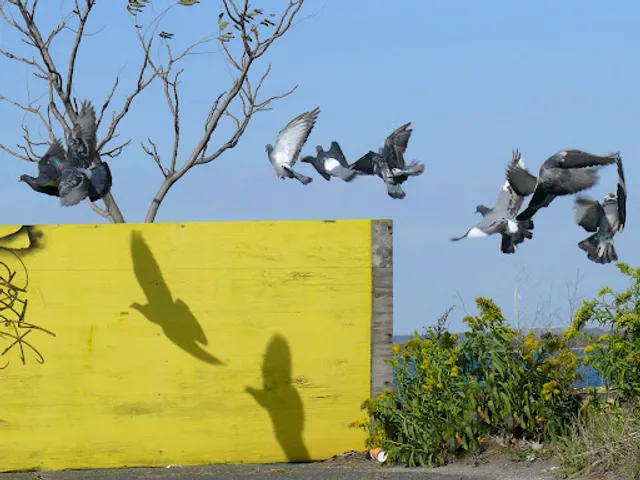 Camp Gateway Brooklyn Tamarak and Goldenrod