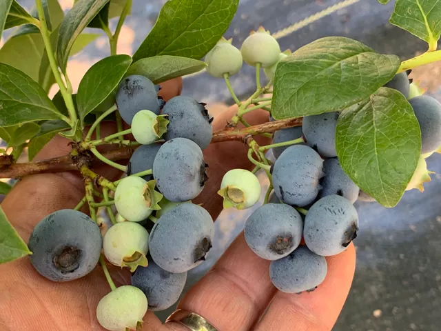 Blueberry Hill Farms & Nursery