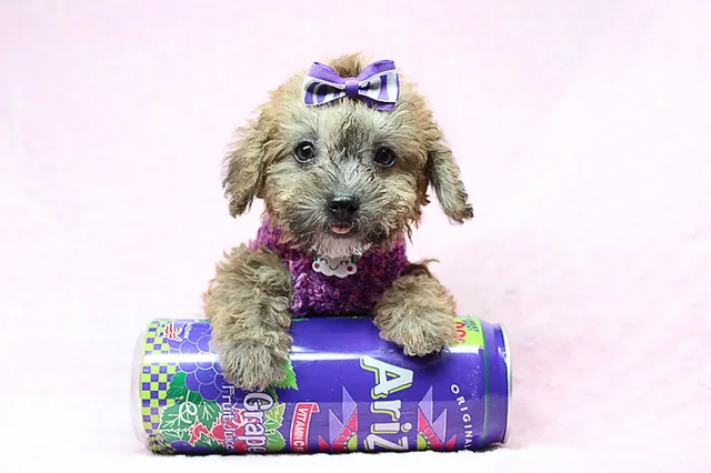 Puppy Heaven - Teacup & Toy Puppies for Sale