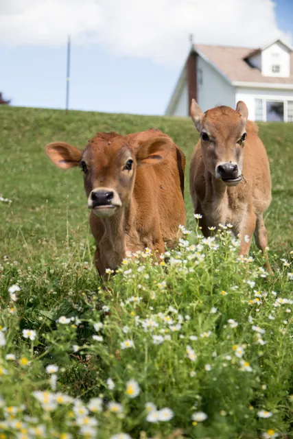 South Mahoning Township
