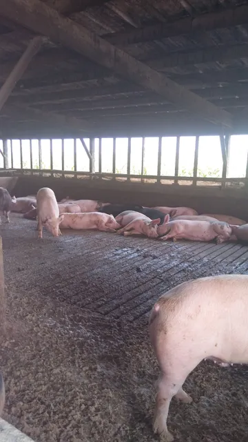 American Hog Farm