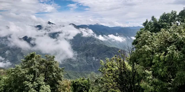 Wild Flower Mussoorie