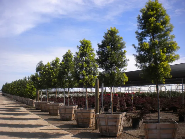 Boething Treeland Farms, Inc.