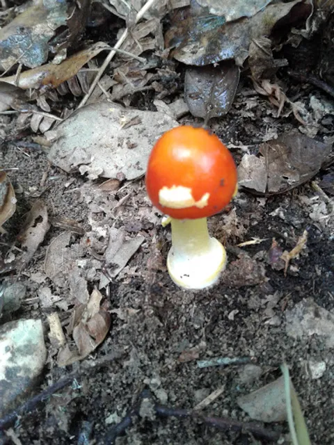 Gulpidoce - Café E Snack-Bar, Lda.