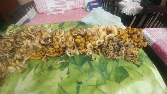 KING COFFE di WU XIANSHI & C. S.A.S.