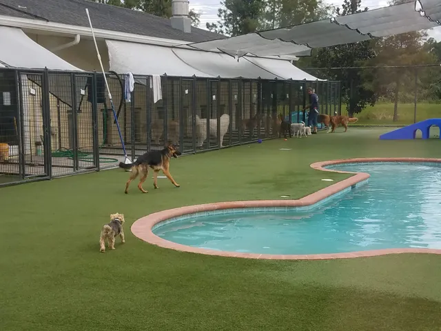 Pet Paradise St. Augustine