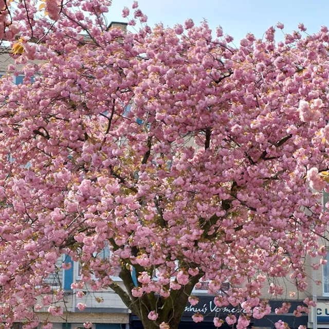 Het Taartenhuis Vermeeren