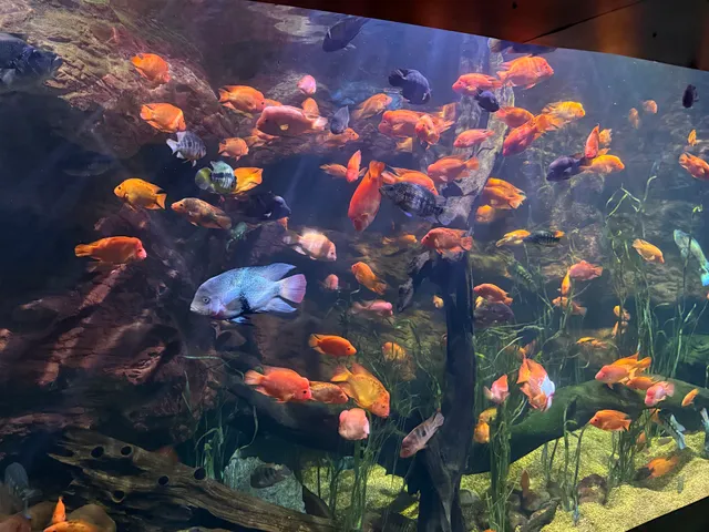 chattanooga aquarium