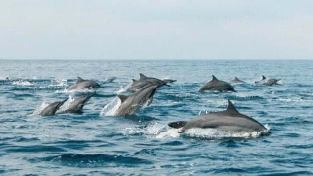 Lovina dolphin tours