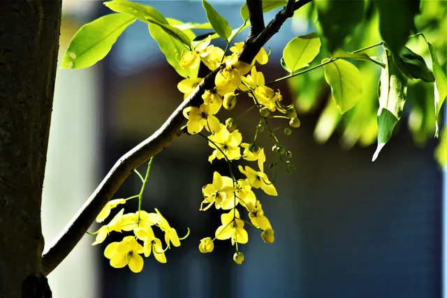 黃金小鎮休閒農業區