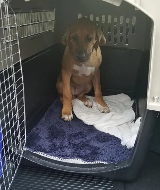 Elite Pet Ride - Pet Cab - Pet Taxi