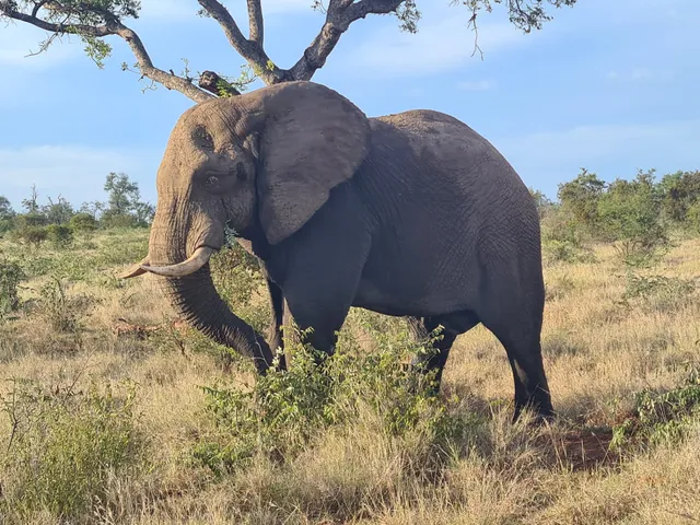 Lion Roar Safaris (Pty) Ltd - Kruger National Park Safaris