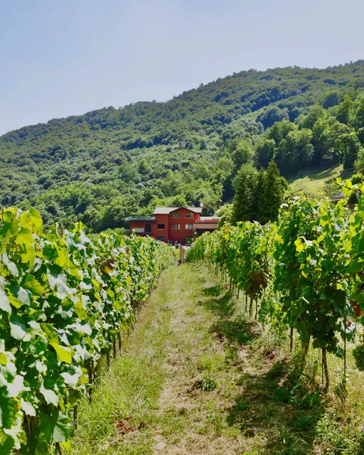 Podere Cavaga | Azienda Vitivinicola
