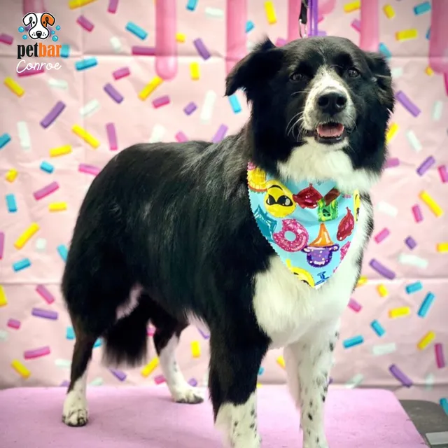 petbar Boutique - Conroe