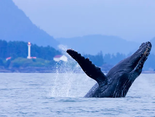 Jamie’s Whaling Station Tofino