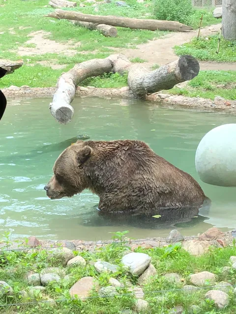 Grizzly Bear Exhibit