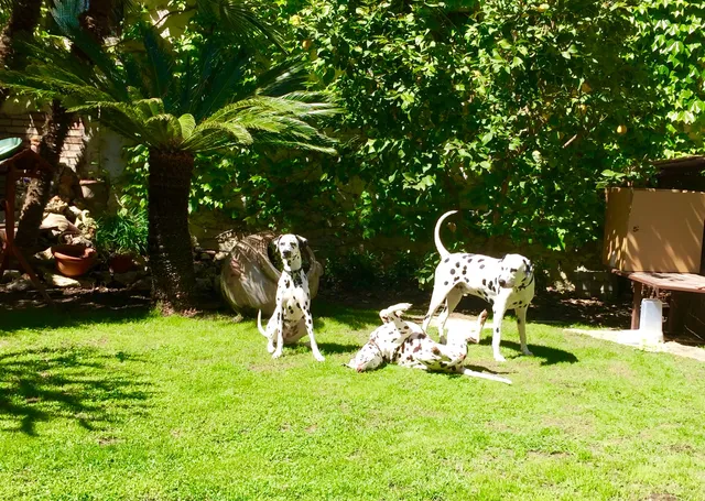 La Tana dei Dalmatini