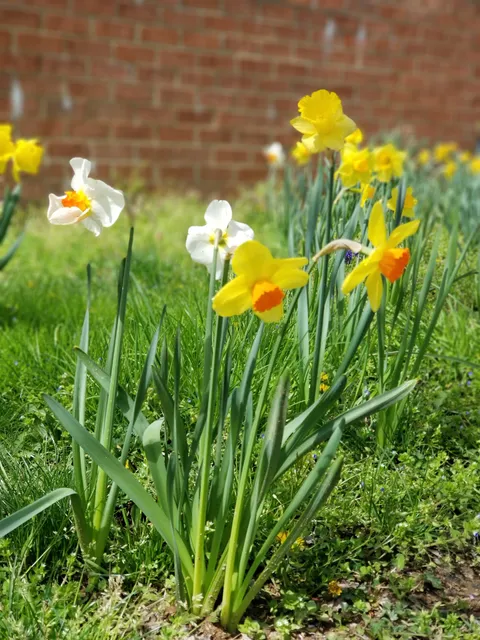 University Park Town Park