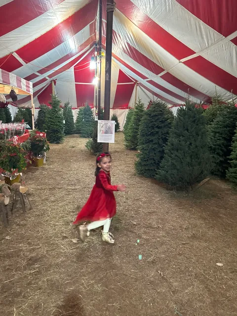 Papa Noel Trees Lakeline Mall