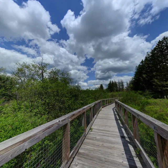 Loch Lynn Heights Wetlands Trail