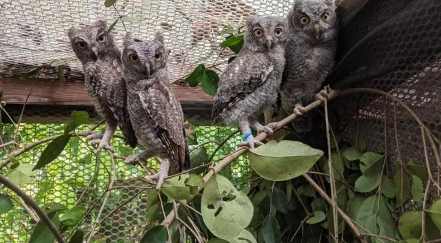 Clinic for the Rehabilitation of Wildlife (CROW) - Wildlife Hospital