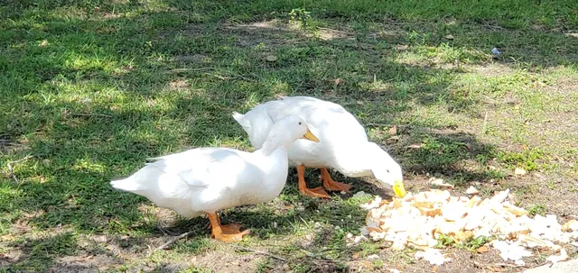 Kenner City Park Dog Park
