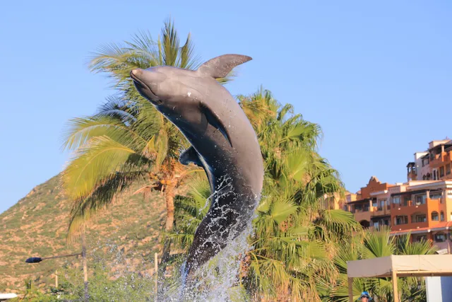 Cabo Dolphins Cabo San Lucas
