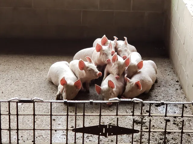 Springfield Stockyard