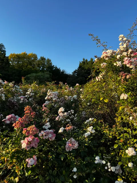 Rose Garden of QE Park