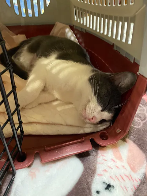 Central Florida Community Pet Clinic