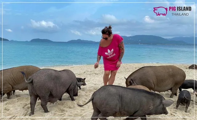 Pig Island Thailand - Koh Samui Office