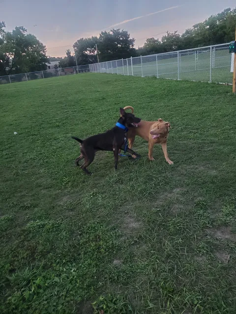 Carm's Dog House Park