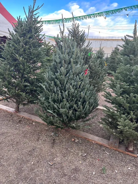 Nice Christmas Trees