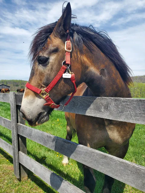 South Coventry Township