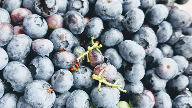 U Pick Blueberry Farm