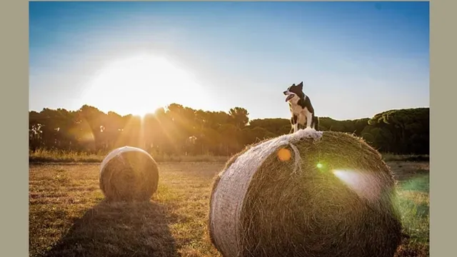 Farmhouse Kennels Boarding and Grooming