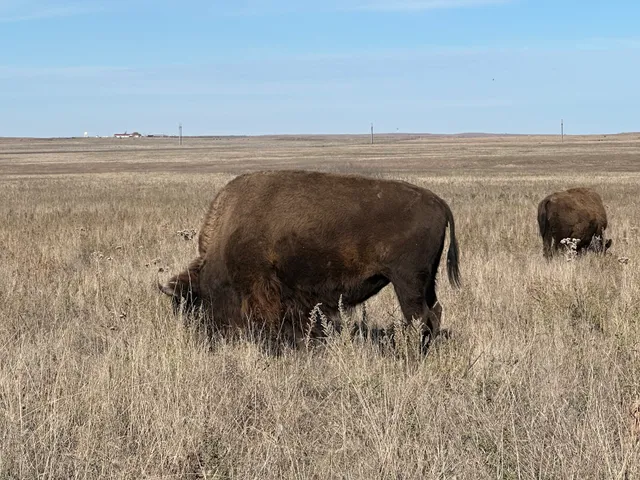Tall Grass Prairie preserve