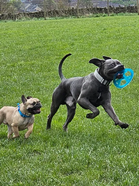 Bingley View Dog Park