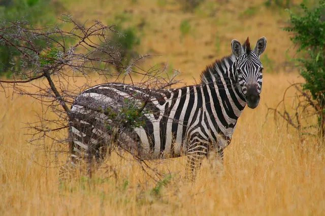 Nech Sar National Park