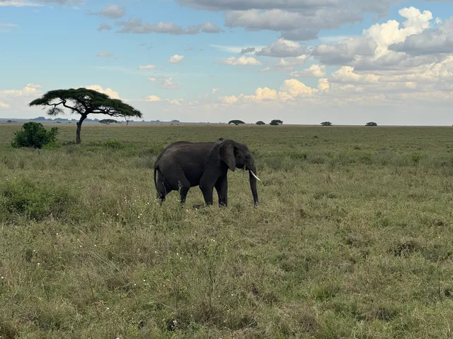 African Scenic Safaris Ltd.