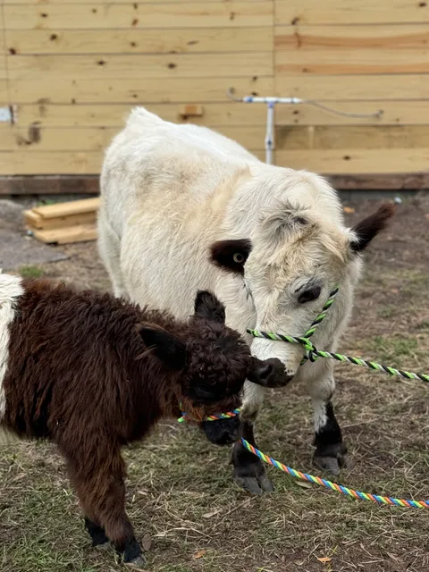 Bambi's mini petting farm