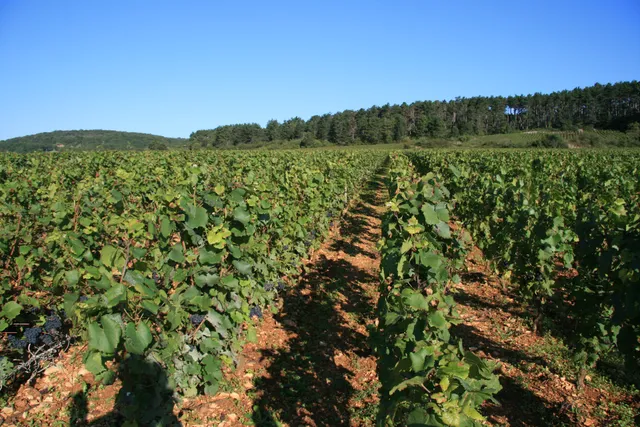 Domaine Jean Fournier